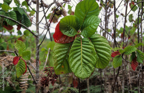 Quinquina, Quinine, Cinchona officinalis