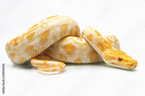 Albino Burmese Python (Python molurus bivittatus) isolated on white background