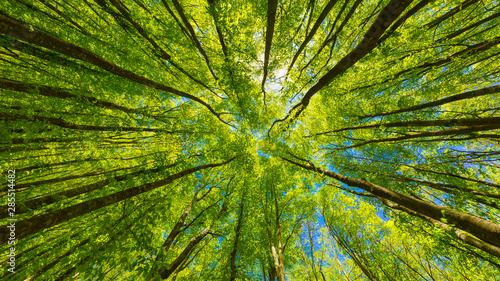 Looking up at the green tops of trees