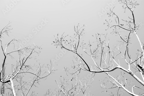 Bare tree branches - monochrome