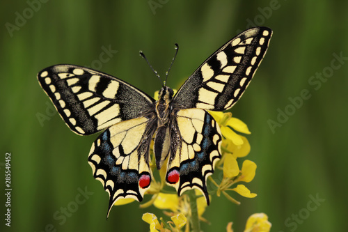 Swallowtail butterfly ; Papilio machaon