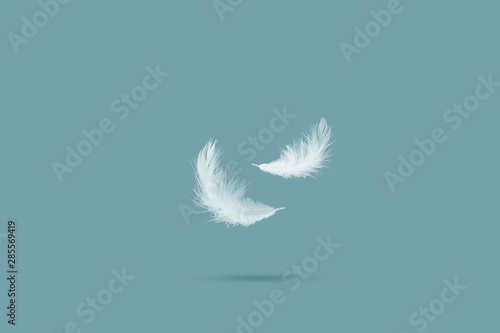 Down Feather. Soft White Fluffly Feather Falling in The Air. Swan Feather 