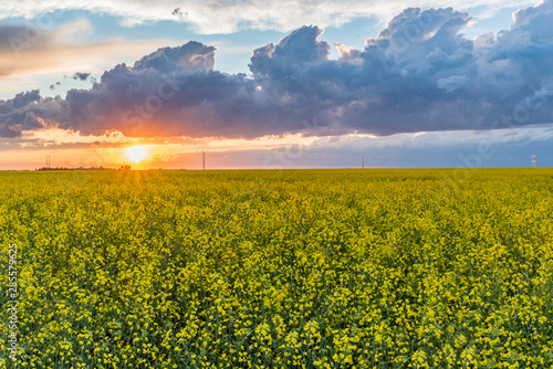 Sunset over a canola field on the prairies in Saskatchewan, Canada