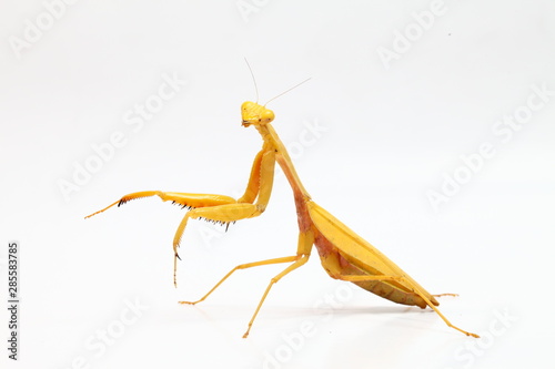 Yellow praying mantis isolated on white background