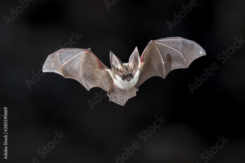 Flying Grey long eared bat
