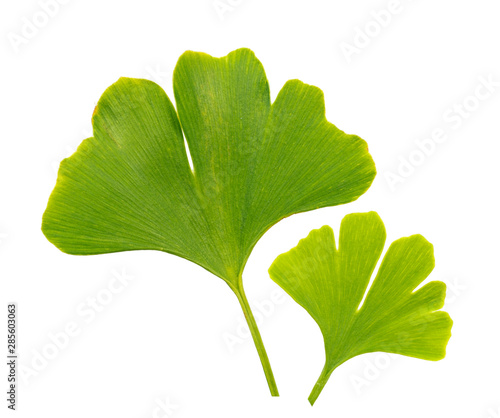 ginkgo biloba leaves on a white background