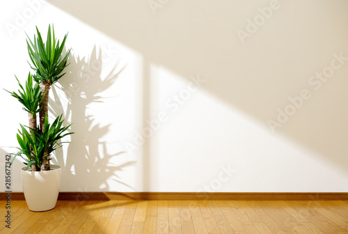 White wall and plant with sunlight.