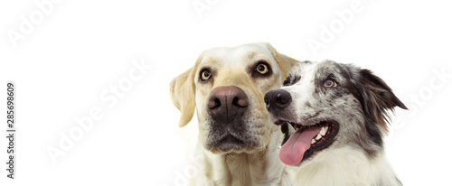 Banner two dogs side profile of a labrador retriever and a happy blue merle border collie looking up. Isolated on white background.