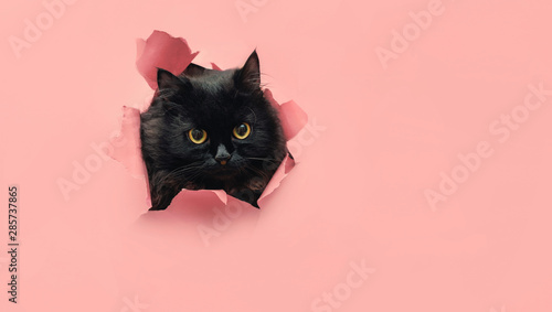 Funny black cat looks through ripped hole in pink paper backgroud. Peekaboo. Naughty pets and mischievous domestic animals. Copy space. Yellow eyes.