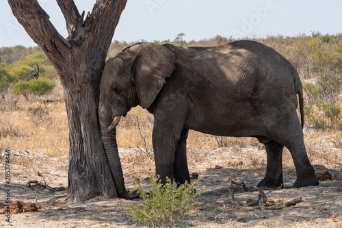 Elephant Sleeping against a Tree