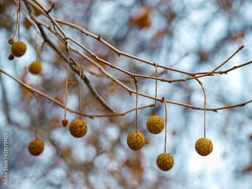 frozen dry fruit of a sycamore tree is hanging on a branch with a blurred background