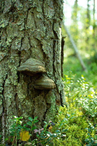 Chaga mushroom. Mushroom tinder on a tree in the forest.