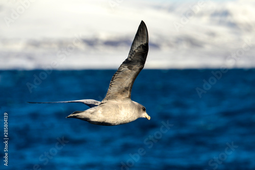 Fulmar boréal, Pétrel fulmar, .Fulmarus glacialis, Northern Fulmar