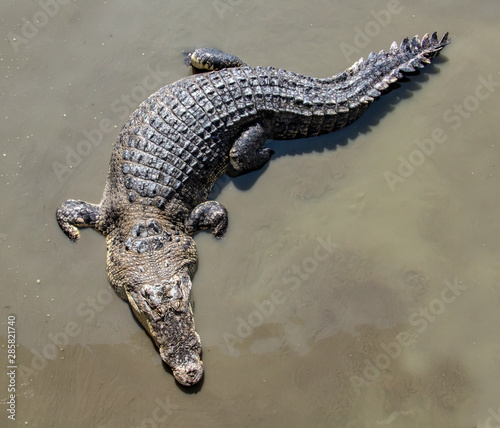 Crocodile on water surface, view from above. Top view of crocodile in mud water.