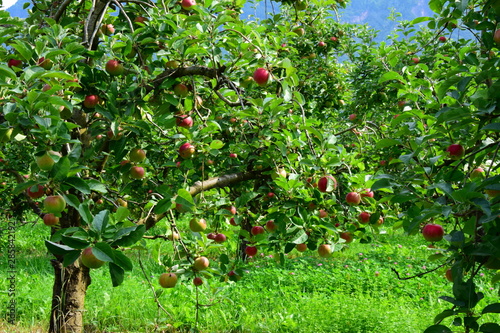 Apfelernte - Erntezeit - Apfelbäume mit reifen roten Äpfeln im Etschtal bei Mean in Südtirol