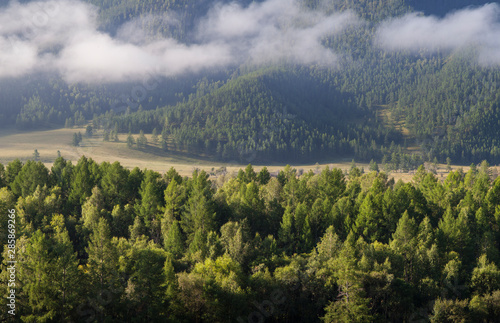 Forest and hillside in the fog, summer view