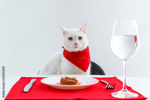 Cute cat sitting at served dining table against white background