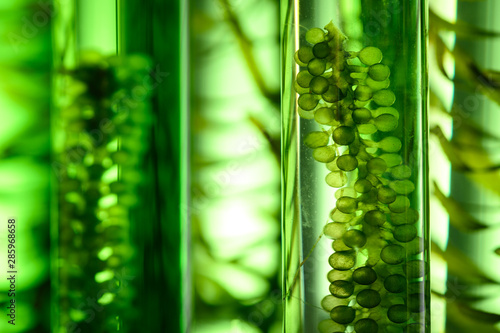 Photobioreactor in Algae fuel biofuel industry, sustainable energy concept