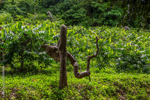 Plantation with Ylang-Ylang trees on Nosy Be island in Madagascar