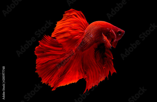 Red betta fish, Siamese fighting fish was isolated on black background. Fish also action of turn head in different direction during swim.