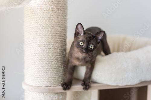 Kitten climbing on a cat tree. Purebred Burmese brown color.