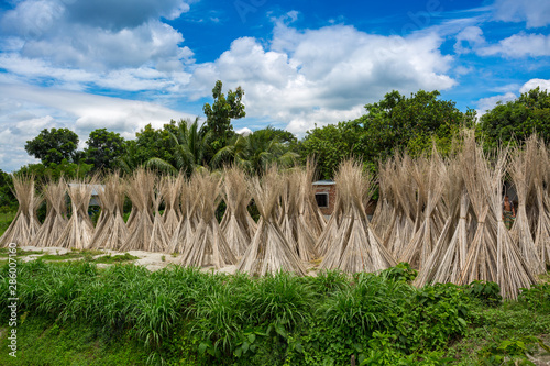 Bangladesh – August 06, 2019: A sunny day, Blue white green and brown color layer in beautiful bangladesh jute drying scene at Madhabdi, Narsingdi, Bangladesh.