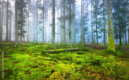 Dark misty pine forest with a green carpet of moss in France Alsace, Vosges Mountains
