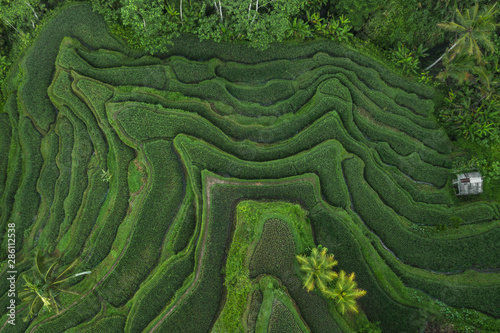 Aerial view of Tegallalang Bali rice terraces. Abstract geometric shapes of agricultural parcels in green color. Drone photo directly above field.