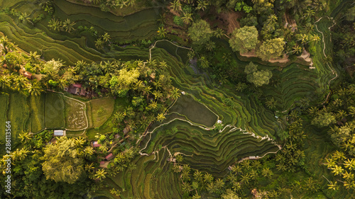 Tegallalang Rice Terraces in Bali. Aerial view from above in the morning