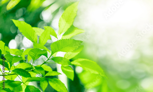 Natural green elm leaves in selective focusing