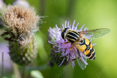 Helophilus trivittatus, a species of Palearctic hoverfly feeding nectar on a thistle blossom