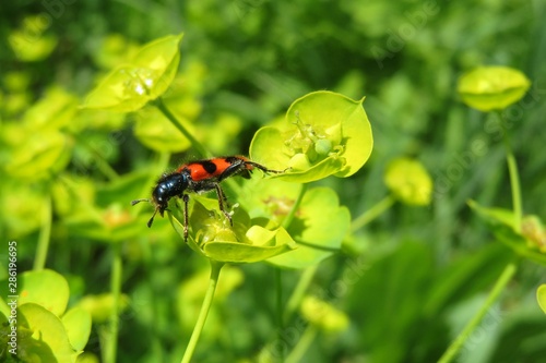 Trichodes beetle on spurge flowers in the meadow in spring, closeup