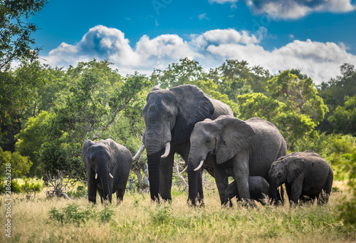 Elephants family in Kruger National Park, South Africa.