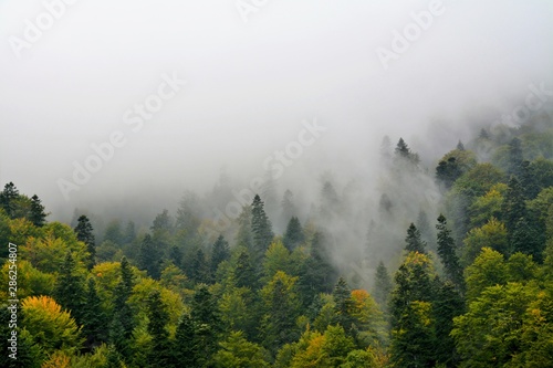 landscape with clouds descending on the forest