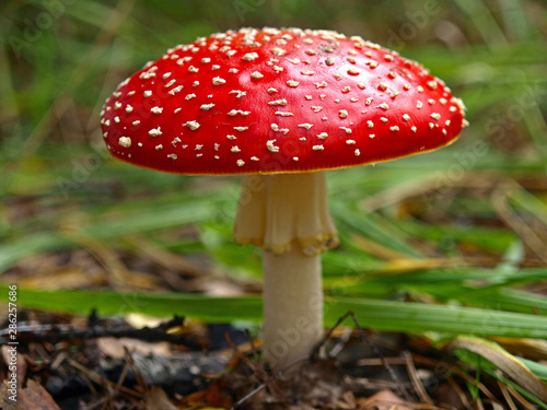 An autumn Mashroom season and picking. Fly-agaric (Amanita) macro, close-up. Fabulous (Fairy) world of wildlife