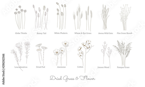 SET OF WILD GRASS, GRAIN, CEREAL AND DRIED FLOWER ILLUSTRATION. VECTOR LINE ART STYLE. GRASS COLLECTION FOR BOHEMIAN WEDDING AND DECORATION