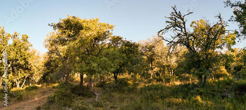 La garrigue sur le versant sud du Luberon