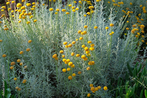 Helichrysum flowers on green nature blurred background. Yellow flowers for herbalism cultivation in garden. Medicinal herb.