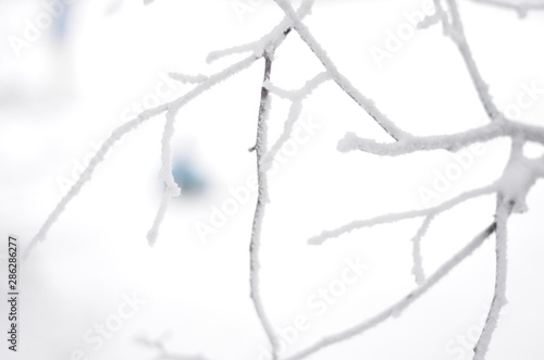  Snow covered tree branches