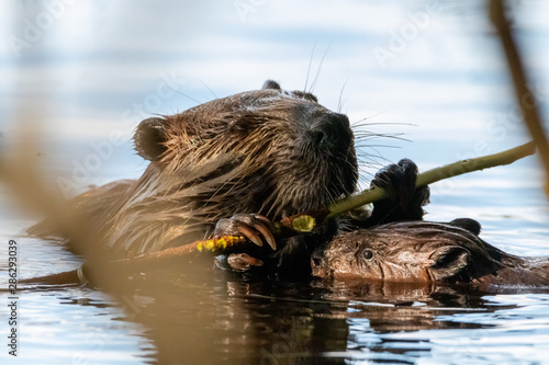 Beaver with baby in lake chewing on wood