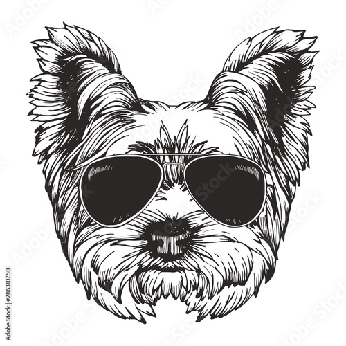 Portrait of Yorkshire Terrier Dog with sunglasses. Hand-drawn illustration. Vector