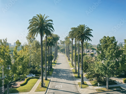 Palm trees in the morning sun in Beverly Hills California