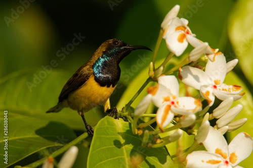 Olive-backed sunbird - Cinnyris jugularis, also known as the yellow-bellied sunbird, is a southern Far Eastern species of sunbird. Hanging nest in the bush with sitting parent