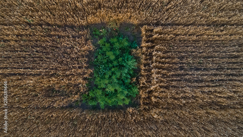 A hidden plantation located in the middle of a golden wheat field, shot perpendicularly from above.