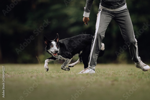 Black and white border collie puppy runs around girl