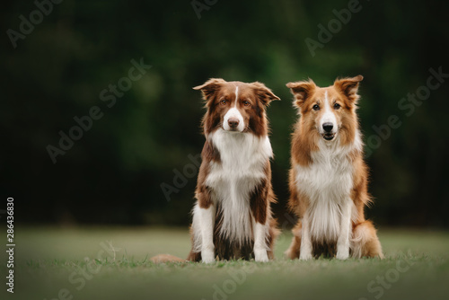 Two border collie dogs sitting next to each other
