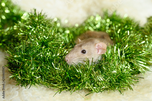 cute rat in сhristmas decorations and tinsel