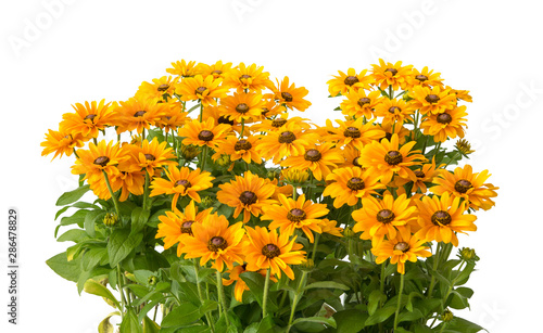 Rudbeckia hirta