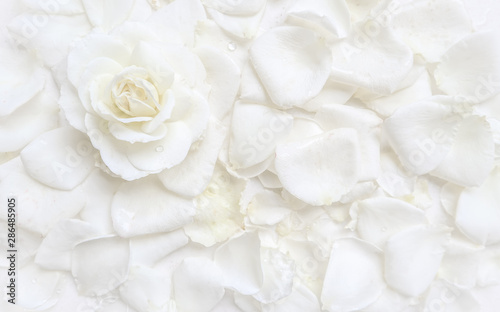 Beautiful white rose and petals on white background. Ideal for greeting cards for wedding, birthday, Valentine's Day, Mother's Day