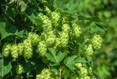 Green hops close up. Green hops is beer ingredient. Green hops agriculture.